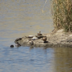 Chelodina longicollis (Eastern Long-necked Turtle) at Wallaroo, NSW - 26 Jan 2023 by Christine