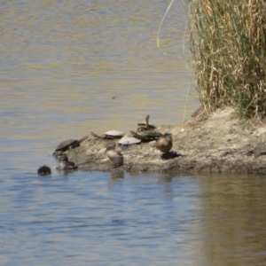 Chelodina longicollis at Wallaroo, NSW - 26 Jan 2023 11:05 AM