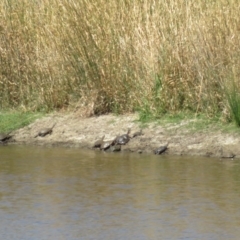 Chelodina longicollis at Wallaroo, NSW - 26 Jan 2023 11:05 AM