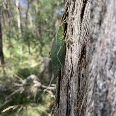 Torbia viridissima (Gum Leaf Katydid) at Mittagong, NSW - 8 Mar 2023 by BLSHTwo