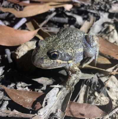 Unidentified Frog at Mittagong, NSW - 2 Feb 2023 by BLSHTwo