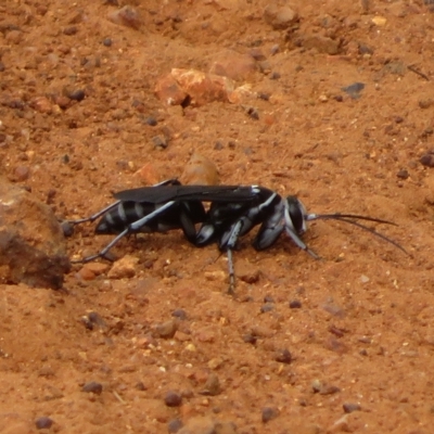 Turneromyia sp. (genus) (Zebra spider wasp) at Mount Ainslie - 27 Jan 2023 by Christine