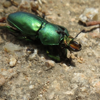 Lamprima aurata (Golden stag beetle) at Campbell Park Woodland - 27 Jan 2023 by Christine