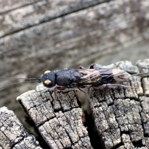 Megalyra sp. (genus) at Cook, ACT - 21 Mar 2023