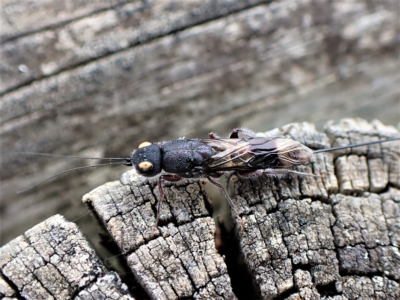 Megalyra sp. (genus) (Long-tailed wasp) at Cook, ACT - 21 Mar 2023 by CathB