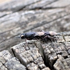 Megalyra sp. (genus) at Cook, ACT - 21 Mar 2023 01:50 PM