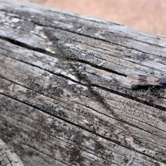 Megalyra sp. (genus) at Cook, ACT - 21 Mar 2023