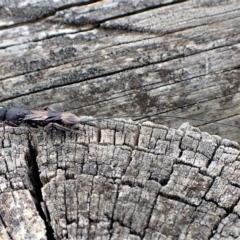 Megalyra sp. (genus) at Cook, ACT - 21 Mar 2023 01:50 PM