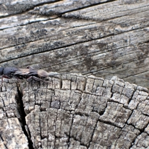 Megalyra sp. (genus) at Cook, ACT - 21 Mar 2023