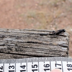 Megalyra sp. (genus) at Cook, ACT - 21 Mar 2023 01:50 PM