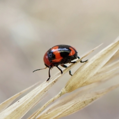 Ditropidus pulchellus (Leaf beetle) at Mount Painter - 21 Mar 2023 by CathB