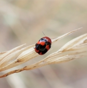 Ditropidus pulchellus at Cook, ACT - 21 Mar 2023