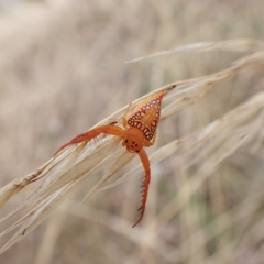 Arkys walckenaeri (Triangle spider) at Cook, ACT - 20 Mar 2023 by CathB