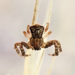 Stephanopis sp. (genus) (Knobbly crab spider) at Mount Painter - 21 Mar 2023 by CathB