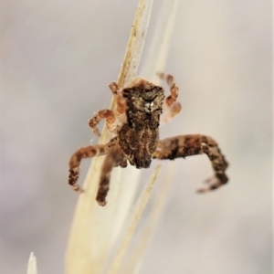 Stephanopis sp. (genus) at Cook, ACT - 21 Mar 2023 01:58 PM