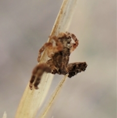 Stephanopis sp. (genus) at Cook, ACT - 21 Mar 2023 01:58 PM