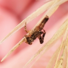 Stephanopis sp. (genus) at Cook, ACT - 21 Mar 2023 01:58 PM