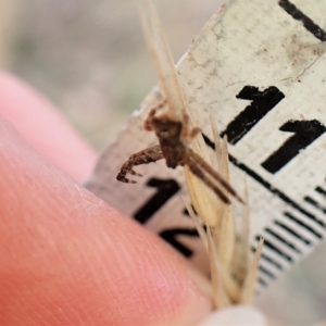 Stephanopis sp. (genus) at Cook, ACT - 21 Mar 2023 01:58 PM