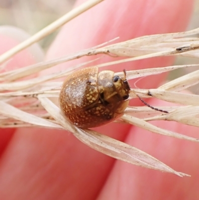 Paropsisterna cloelia (Eucalyptus variegated beetle) at Mount Painter - 19 Mar 2023 by CathB