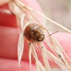 Paropsisterna cloelia at Mount Painter - 20 Mar 2023 10:47 AM