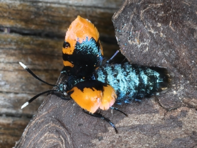 Cebysa leucotelus (Australian Bagmoth) at Ainslie, ACT - 21 Mar 2023 by jb2602