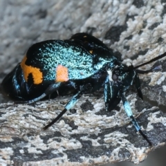 Cebysa leucotelus at Ainslie, ACT - 21 Mar 2023