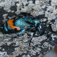 Cebysa leucotelus at Ainslie, ACT - 21 Mar 2023