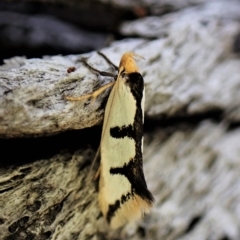 Ocystola crystallina (A Concealer moth) at Aranda Bushland - 21 Mar 2023 by CathB