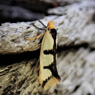 Ocystola crystallina (A Concealer moth) at Aranda Bushland - 21 Mar 2023 by CathB