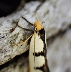 Ocystola crystallina at Aranda, ACT - 21 Mar 2023