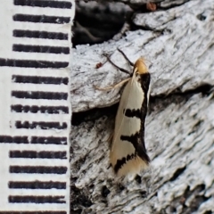 Ocystola crystallina at Aranda, ACT - 21 Mar 2023