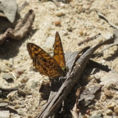 Geitoneura acantha (Ringed Xenica) at Paddys River, ACT - 3 Feb 2023 by Christine