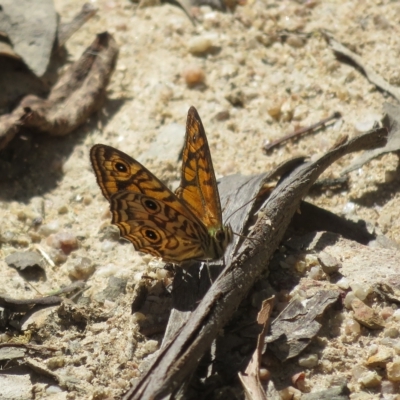 Geitoneura acantha (Ringed Xenica) at Paddys River, ACT - 4 Feb 2023 by Christine