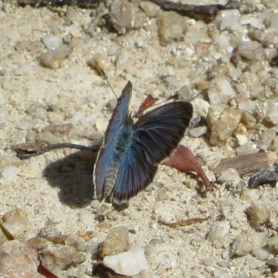 Zizina otis (Common Grass-Blue) at Paddys River, ACT - 3 Feb 2023 by Christine