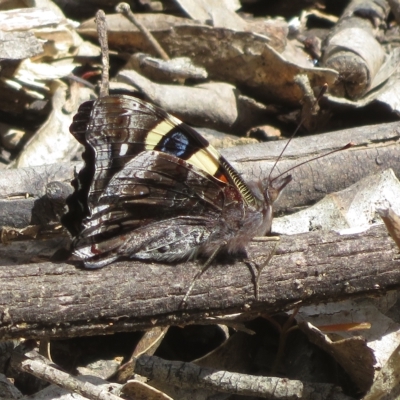Vanessa itea (Yellow Admiral) at Paddys River, ACT - 4 Feb 2023 by Christine