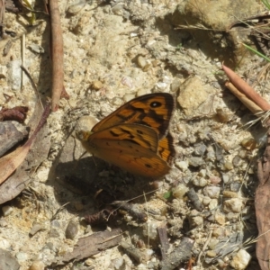 Heteronympha merope at Paddys River, ACT - 4 Feb 2023 12:06 PM