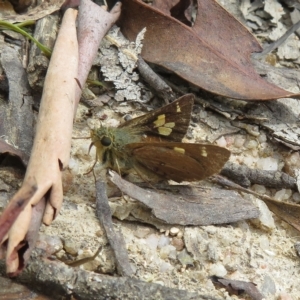 Timoconia flammeata at Paddys River, ACT - 4 Feb 2023