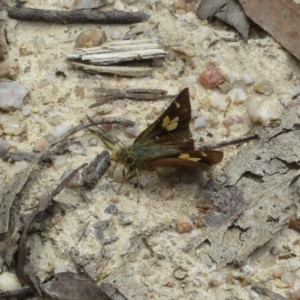 Timoconia flammeata at Paddys River, ACT - 4 Feb 2023