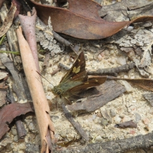 Timoconia flammeata at Paddys River, ACT - 4 Feb 2023