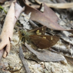 Timoconia flammeata at Paddys River, ACT - 4 Feb 2023