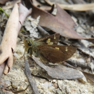 Timoconia flammeata at Paddys River, ACT - 4 Feb 2023