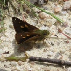 Timoconia flammeata (Bright Shield-skipper) at Paddys River, ACT - 4 Feb 2023 by Christine