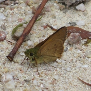 Timoconia flammeata at Paddys River, ACT - 4 Feb 2023