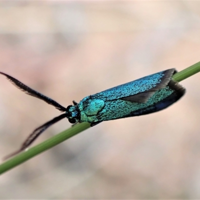 Pollanisus (genus) (A Forester Moth) at Aranda Bushland - 21 Mar 2023 by CathB