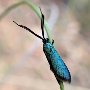 Pollanisus (genus) at Aranda, ACT - 21 Mar 2023