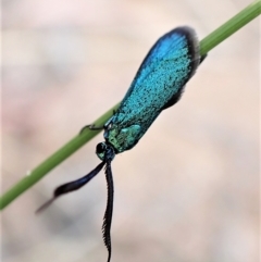 Pollanisus (genus) at Aranda, ACT - 21 Mar 2023