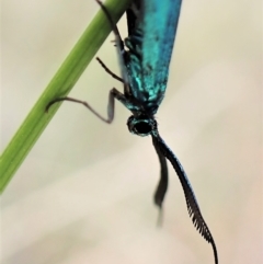 Pollanisus (genus) at Aranda, ACT - 21 Mar 2023