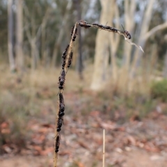 Diamma bicolor (Blue ant, Bluebottle ant) at Aranda, ACT - 21 Mar 2023 by CathB