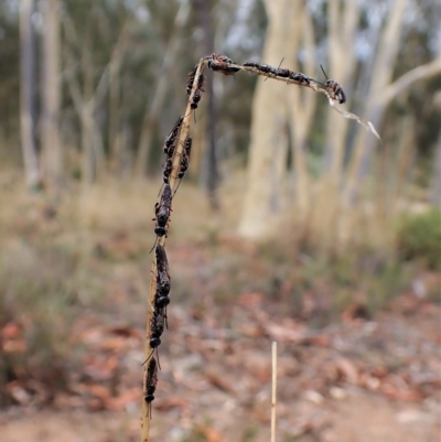 Diamma bicolor (Blue ant, Bluebottle ant) at Aranda Bushland - 21 Mar 2023 by CathB