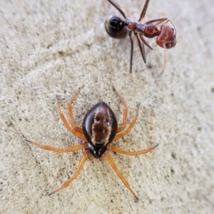 Euryopis umbilicata at Aranda, ACT - 21 Mar 2023